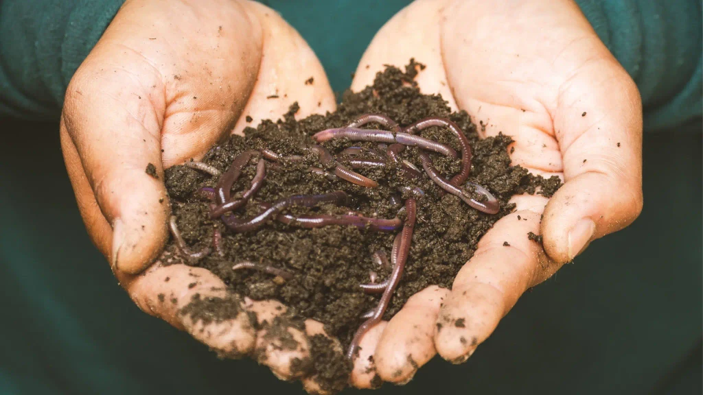 Earthworms making soil
